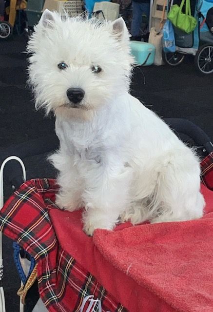 Flying Westies Right Now Of White Castle