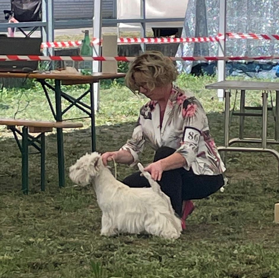 Flying Westies My First Choice