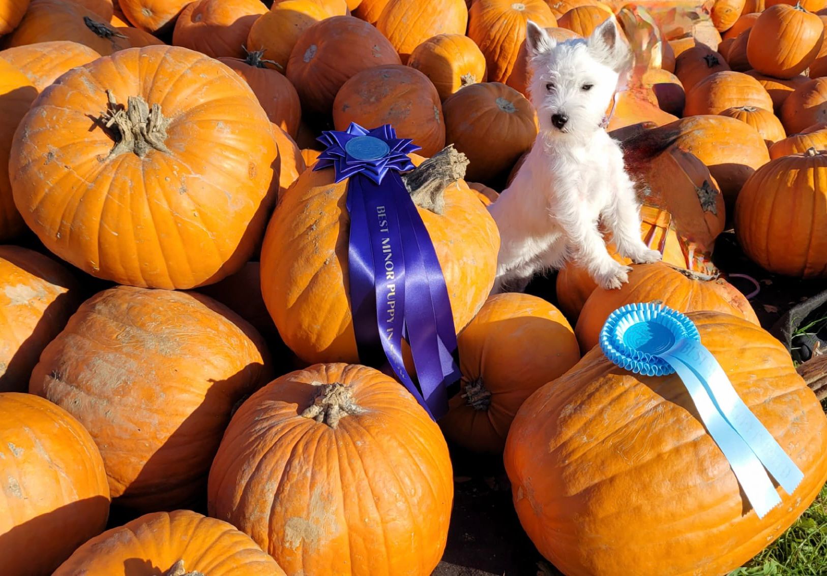 Bettyhill's Can't Take My Eyes Off You Bridget