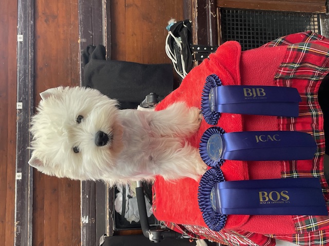 Flying Westies Right Now Of White Castle Flying Westies Right Now Of White Castle