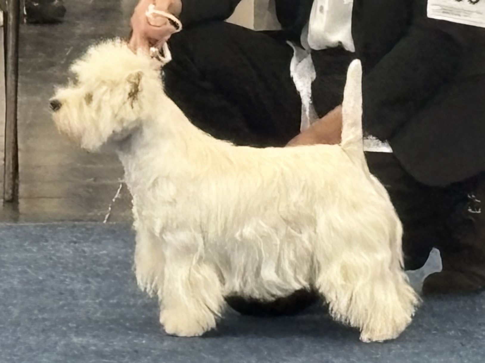 Sovereign Santos Summer Fairy Tale Sovereign Santos Summer Fairy Tale