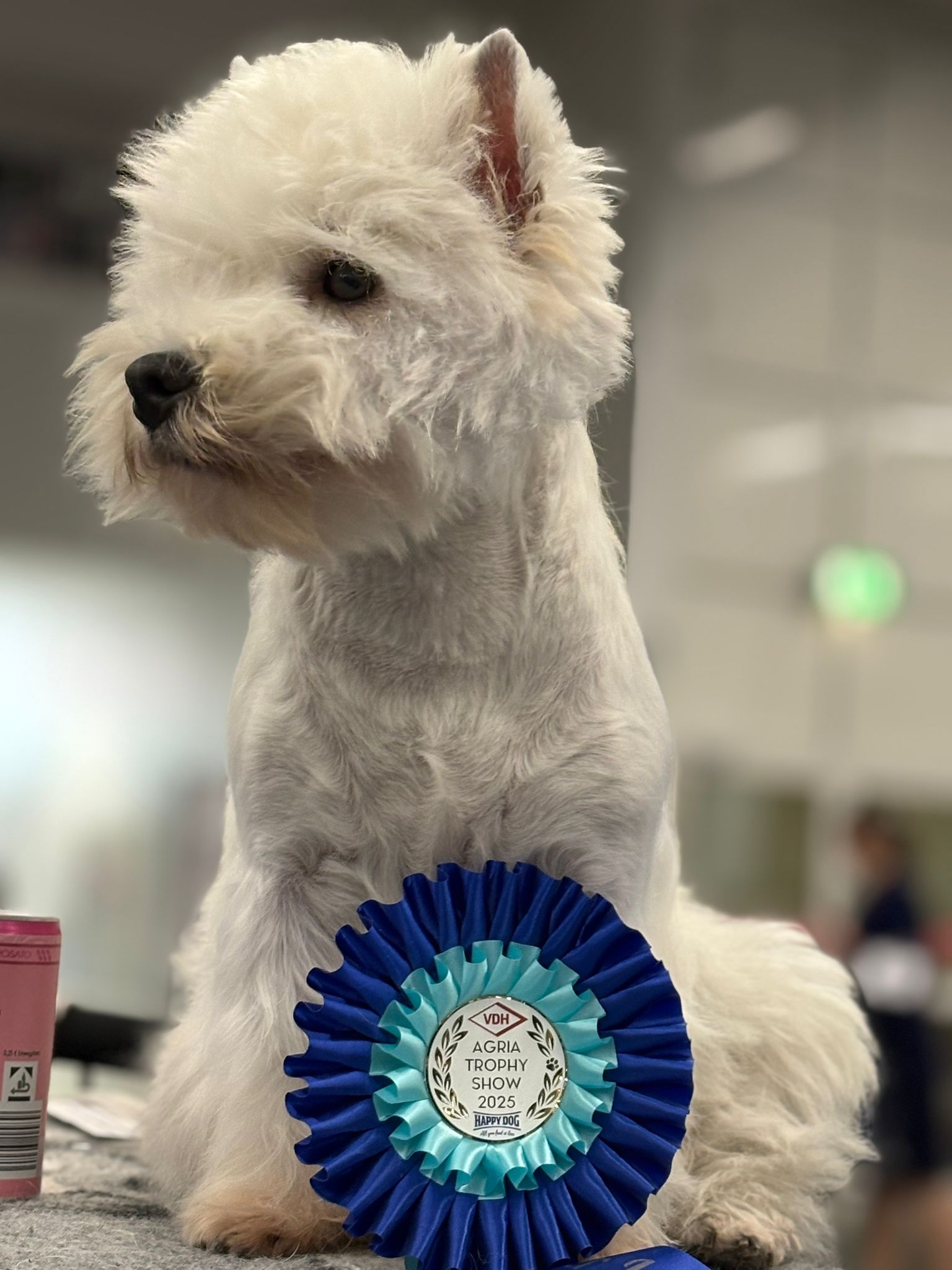 Flying Westies Right Now Of White Castle