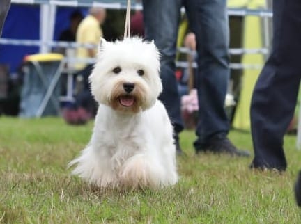 One And Only White Lazy Bones One And Only White Lazy Bones